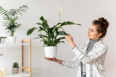 Як доглядати за вазоном спотифілум (жіноче щастя)