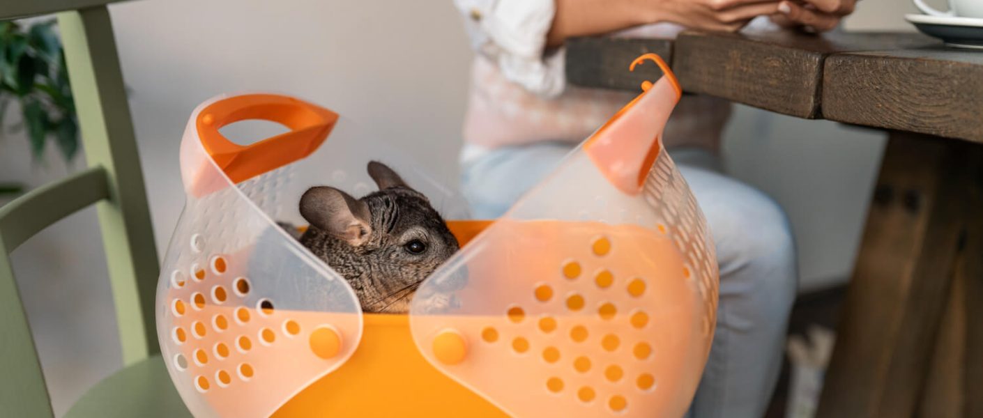 Pet-friendly культура в Україні