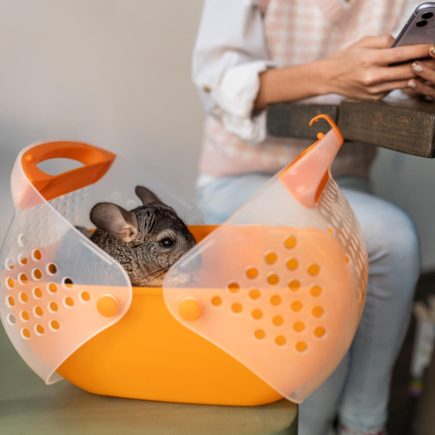 Pet-friendly культура в Україні