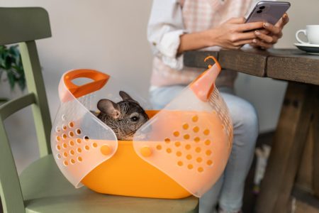 Pet-friendly культура в Україні