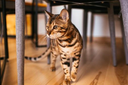 Бенгальські коти: характер, догляд та виховання